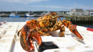 Lobster fresh from the Sea in Louisbourg, Nova Scotia, Canada