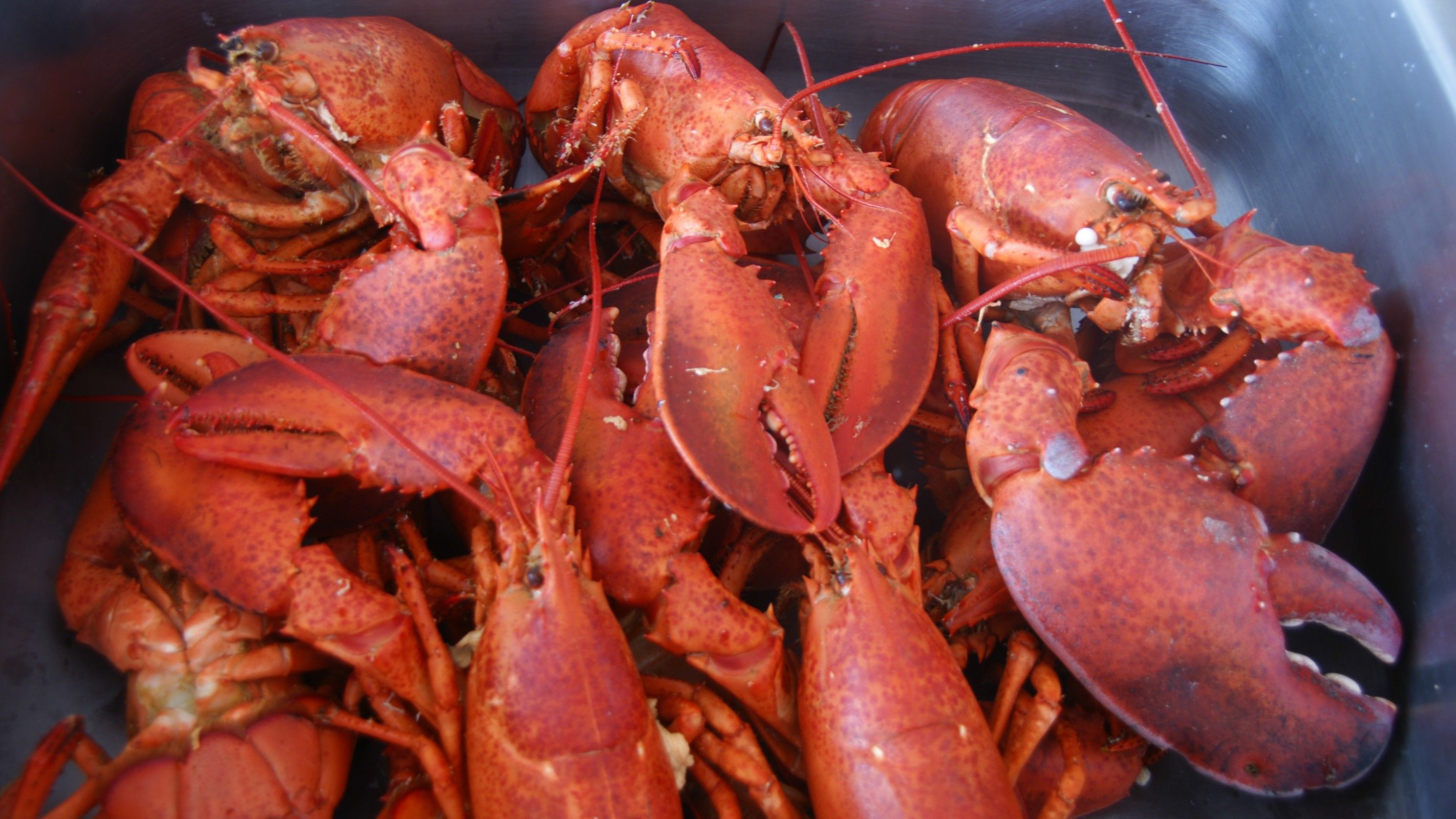 Cape Breton Lobster Fresh From Louisbourg, Nova Scotia, Canada