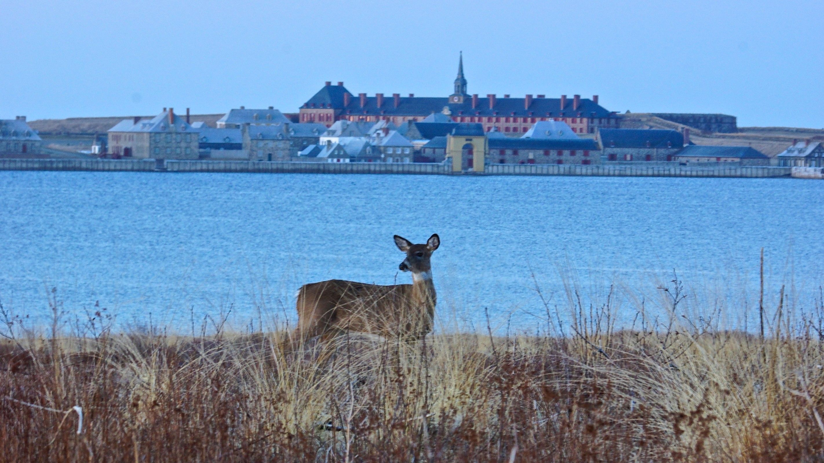 Deer in front of the Fortress of Louisbourg, Nova Scotia- Photo Credit- Ian Harte